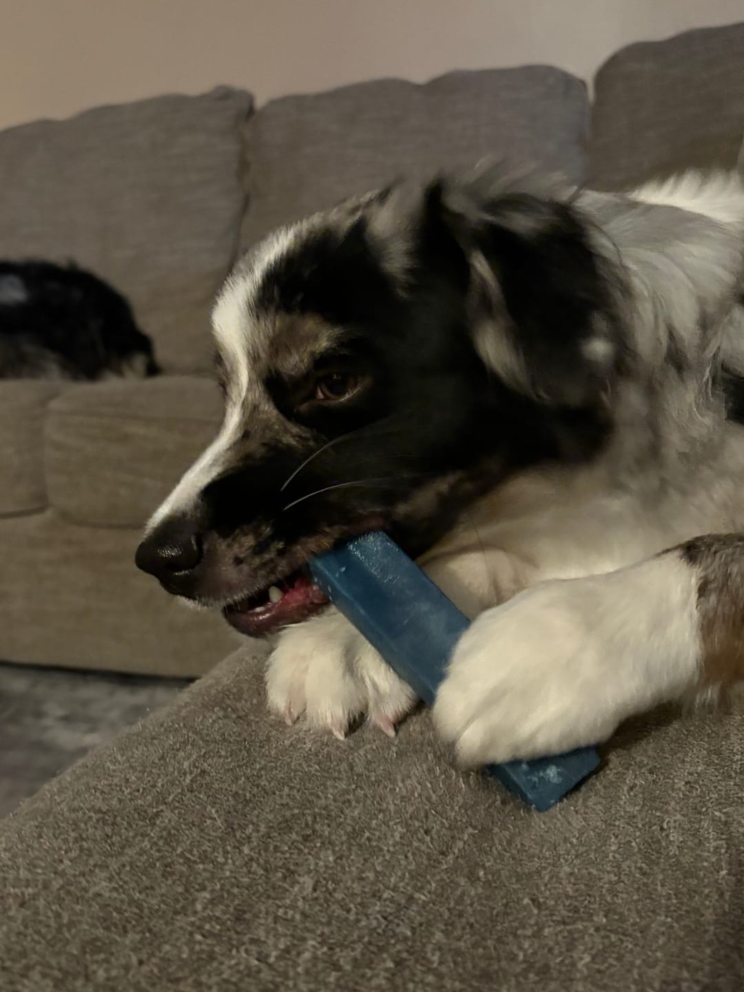 Customer photo review of Blueberry Himalayan Yak Chew (MEDIUM)