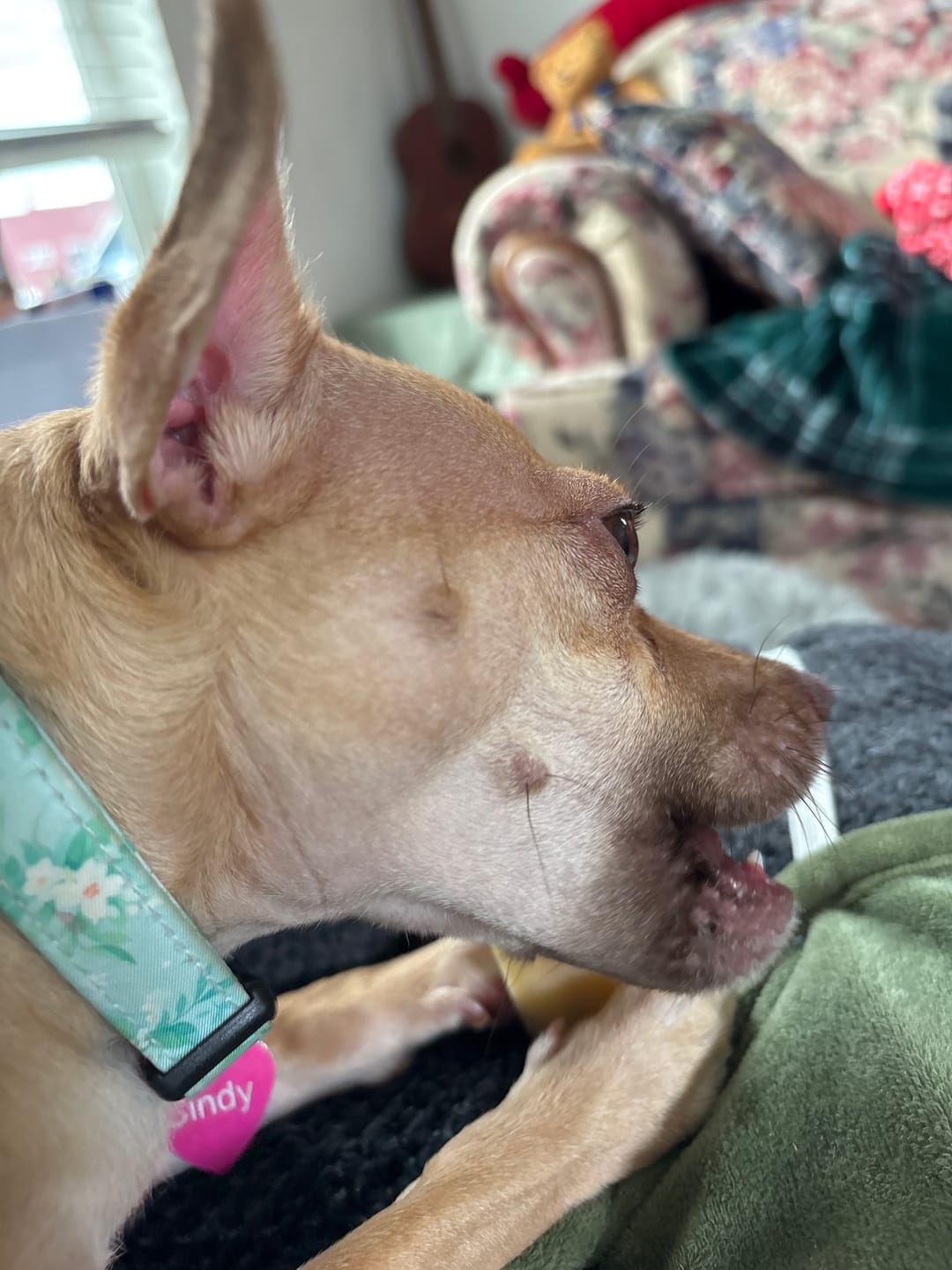 Customer photo review of Strawberry Yak Chews