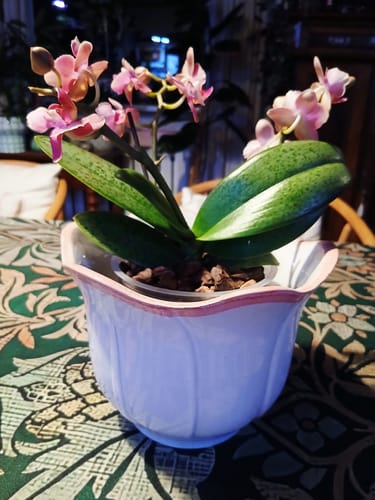 Die Duftorchidee eines Kunden mit kleinen, rot-pinken Blüten und gefleckten Blättern in einem weißen Übertopf.