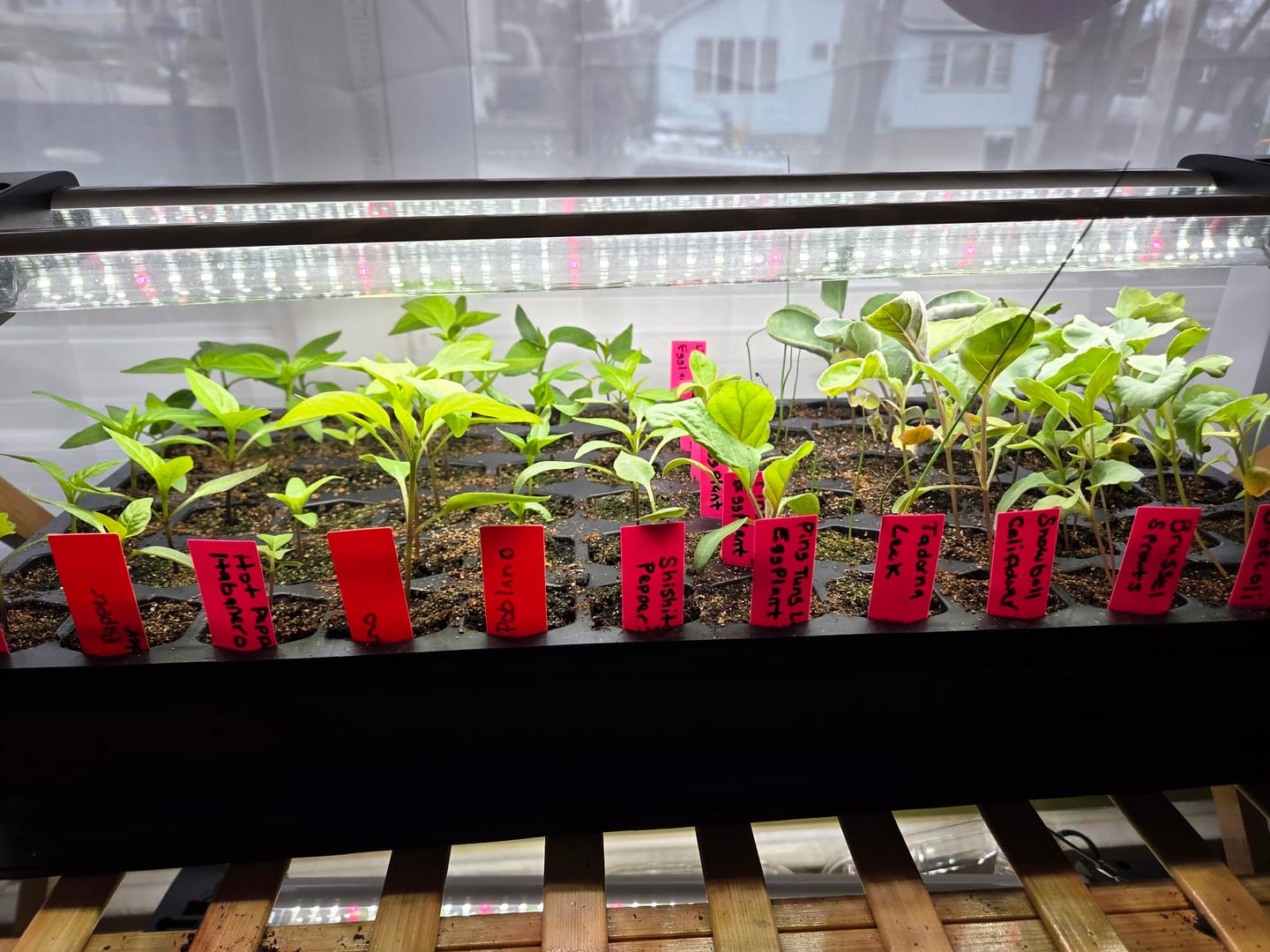 Customer photo review of Giving Seed Program