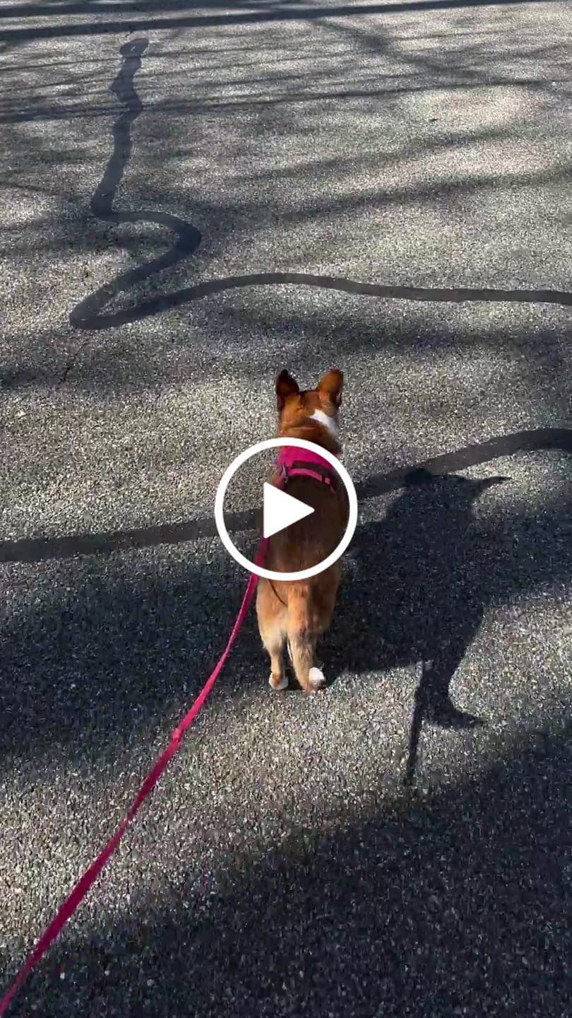 Customer video review of Neon Soft Dog Harness A