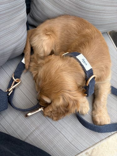 Customer photo review of Midnight┃Bouclé Poop Bag Holder