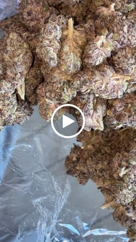 Indoor Exotic Purple Jack - Bulk - Hybrid photo review