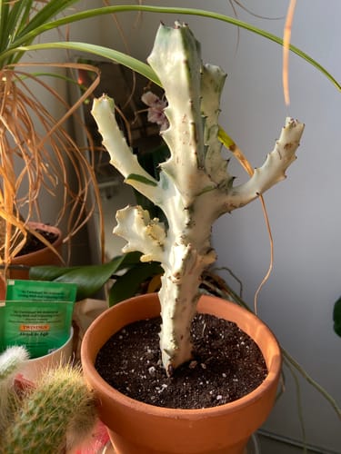 Customer's large, branching White Ghost Euphorbia plant shown in a terracotta pot.