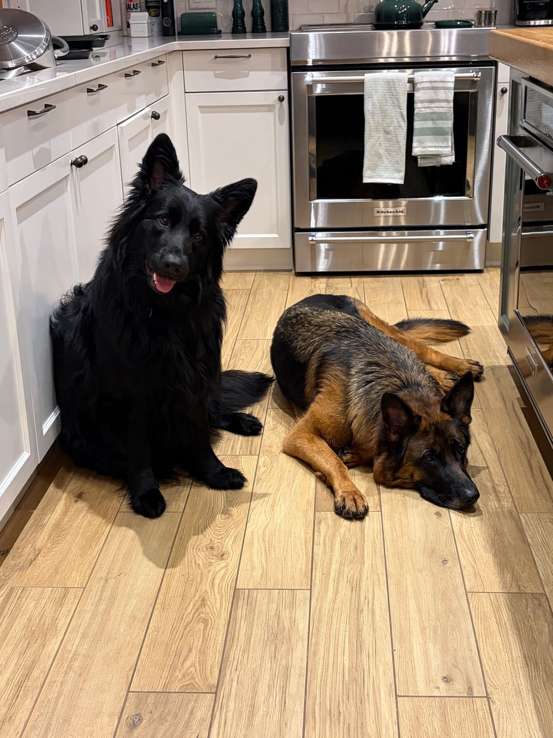 Customer photo review of K9 Choice - Os pour chien congelé - 3lb