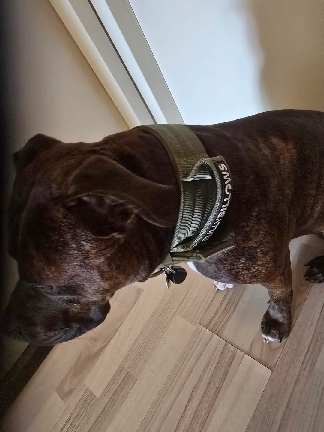 Customer photo review of 5cm Pin Buckle Collar | With Handle - Khaki