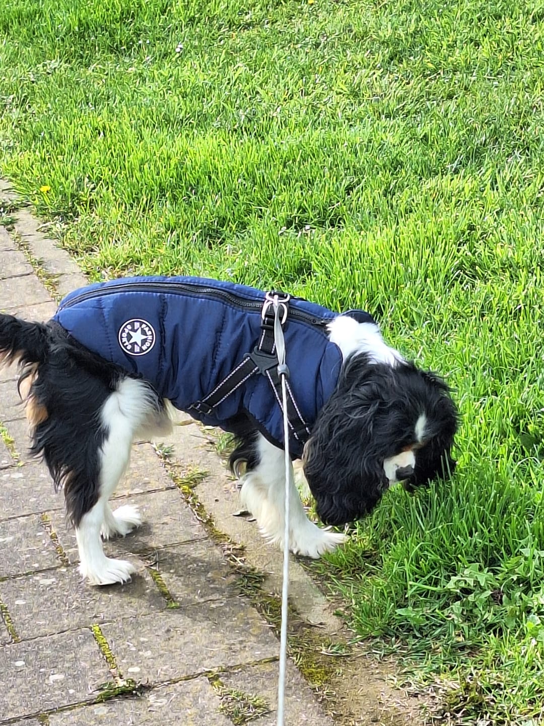 Customer photo review of PawShield - Honden Winterjas Winterjas Voor Hond