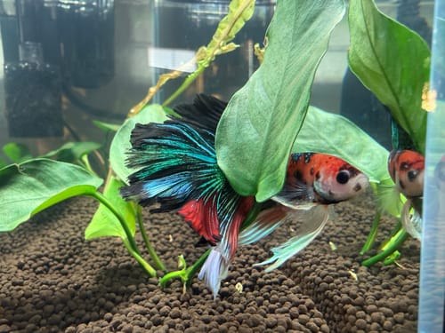 Customer's Multicolor Halfmoon Male Betta Fish in a planted tank, showing its koi-patterned body and large, colorful tail.