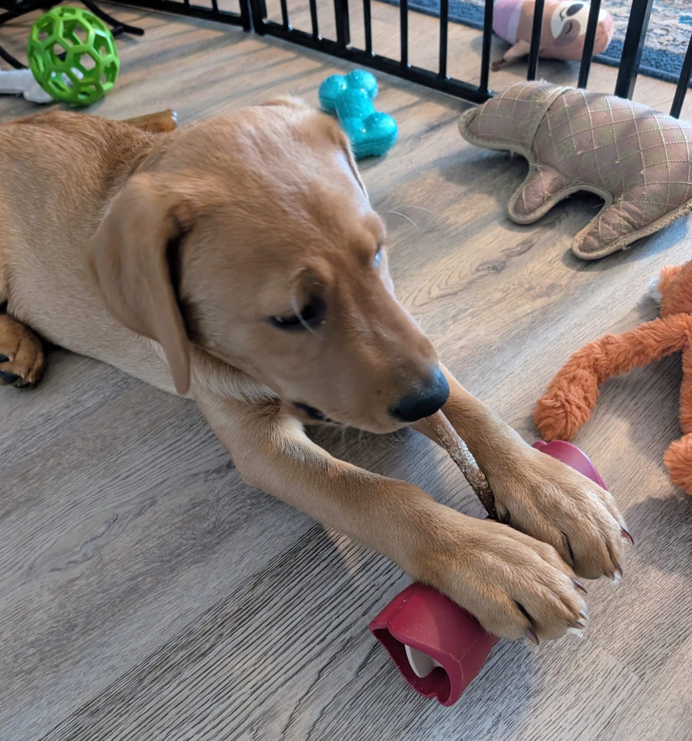 Customer photo review of Bully Stick Safety Holder