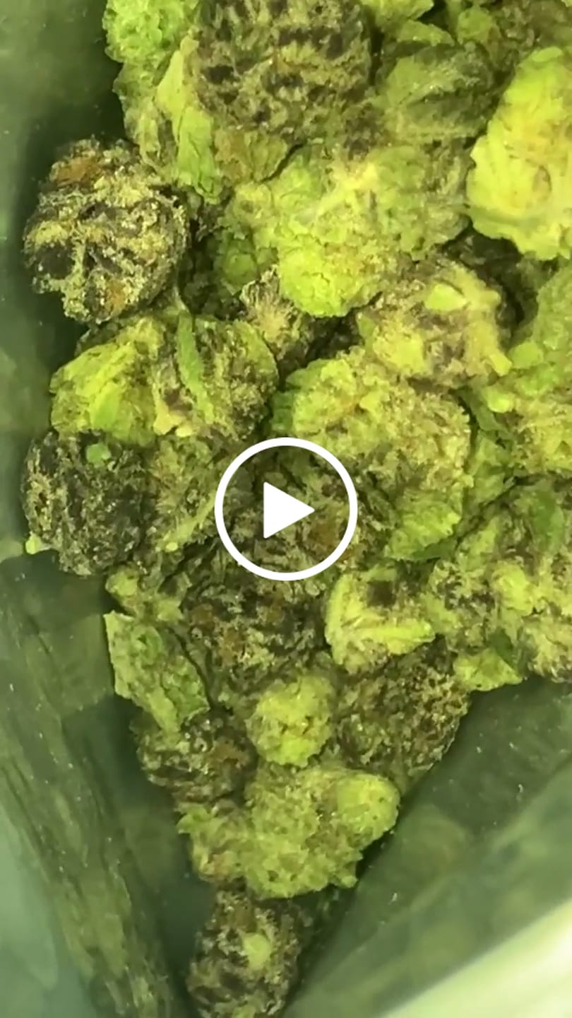 Customer video review of Pink Zlushie Indoor - 14 Grams Littles - Hybrid