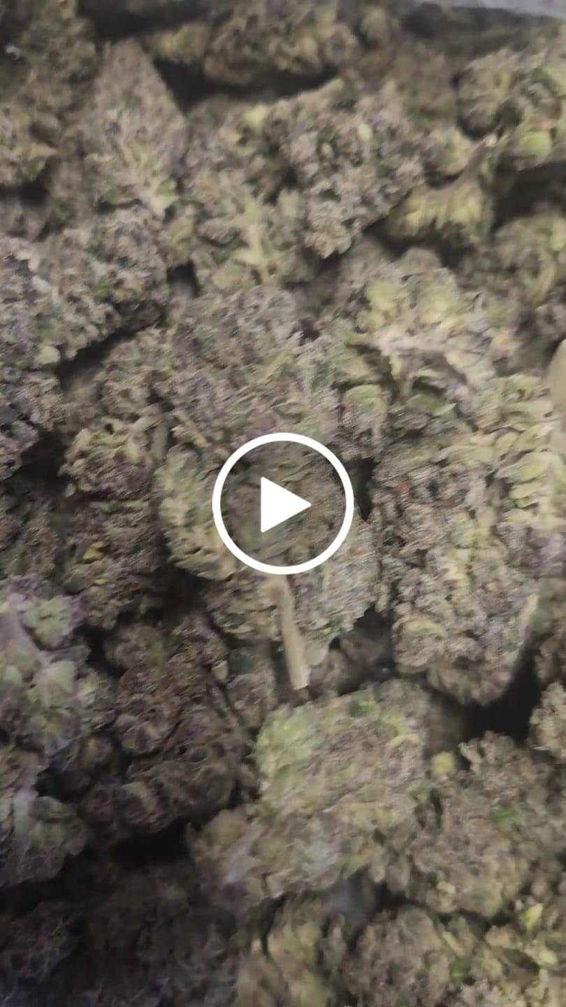 Customer video review of Purple Jack Indoor - Bulk - Hybrid