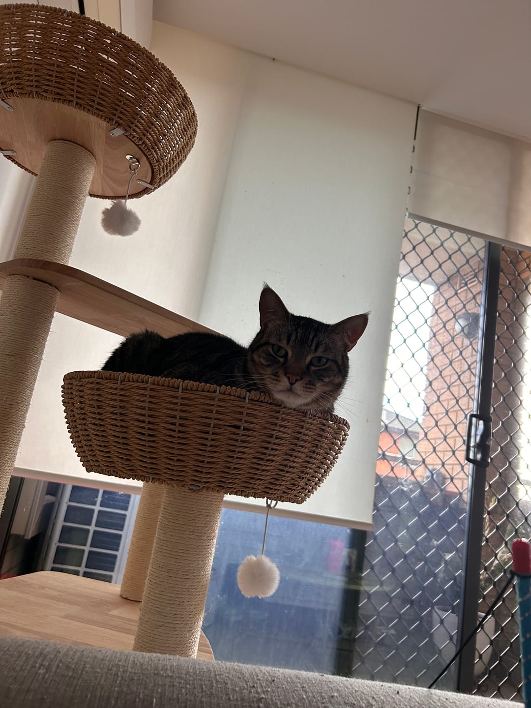 Customer photo review of Oak Cat Tower – 6 Levels with Woven Rattan Beds (90855)