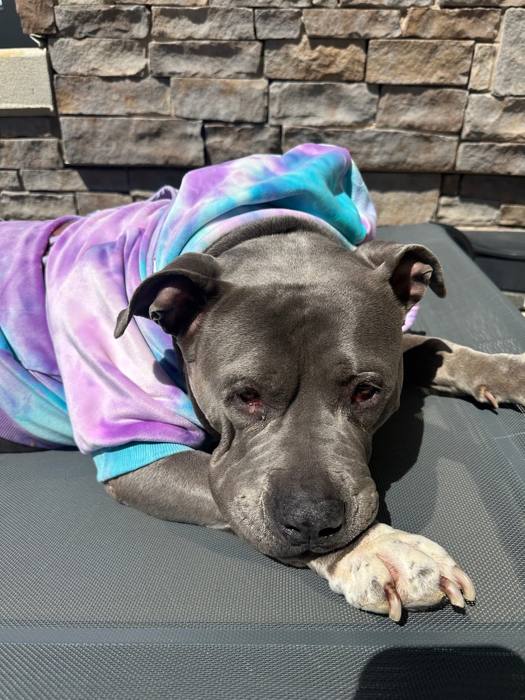 Customer photo review of Velvet Dog Hoodies