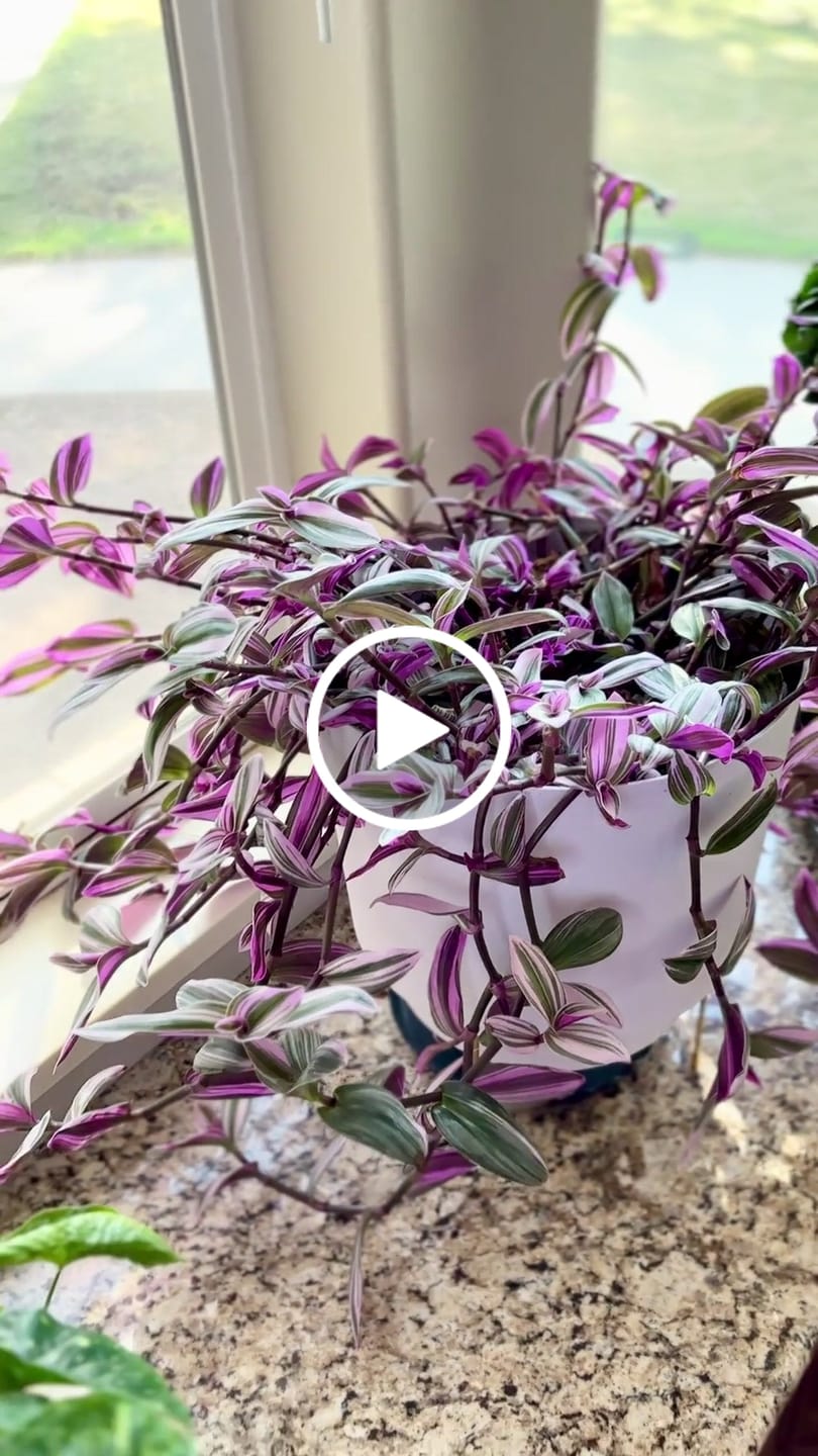 Customer video review of Soil Refresh