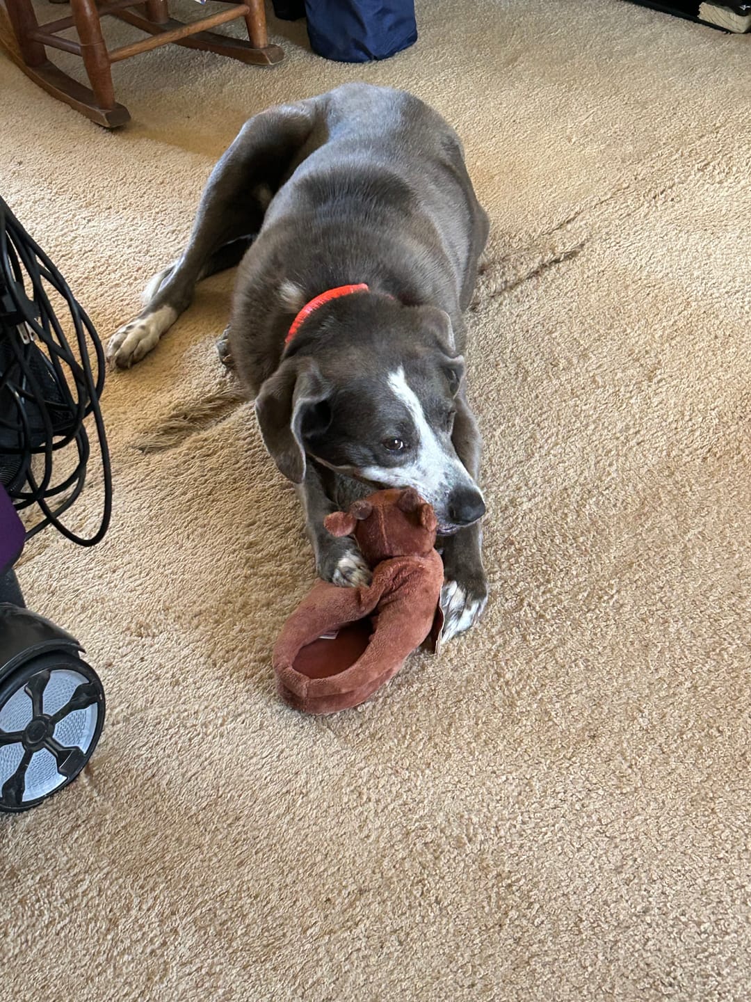 Customer photo review of Himalayan Yak Chew (MEDIUM)