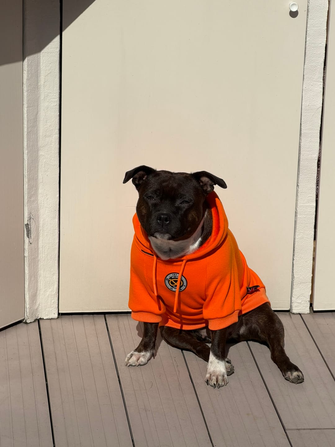 Customer photo review of Staffordshire Bull Terrier 1935® Hoodies - Orange