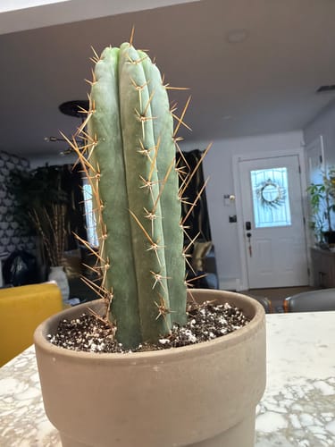 Customer photo review of Trichocereus Bridgesii | Bolivian Torch Cactus