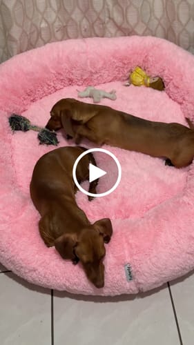 Customer video review of Cama Antiestrés para Perros