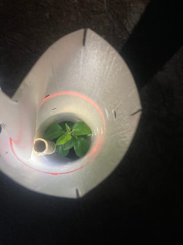 Customer photo review of Tree Pro Grow Tubes