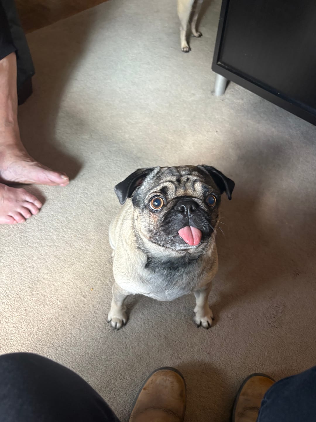Customer photo review of 12 Inch Standard Braided Bully Stick
