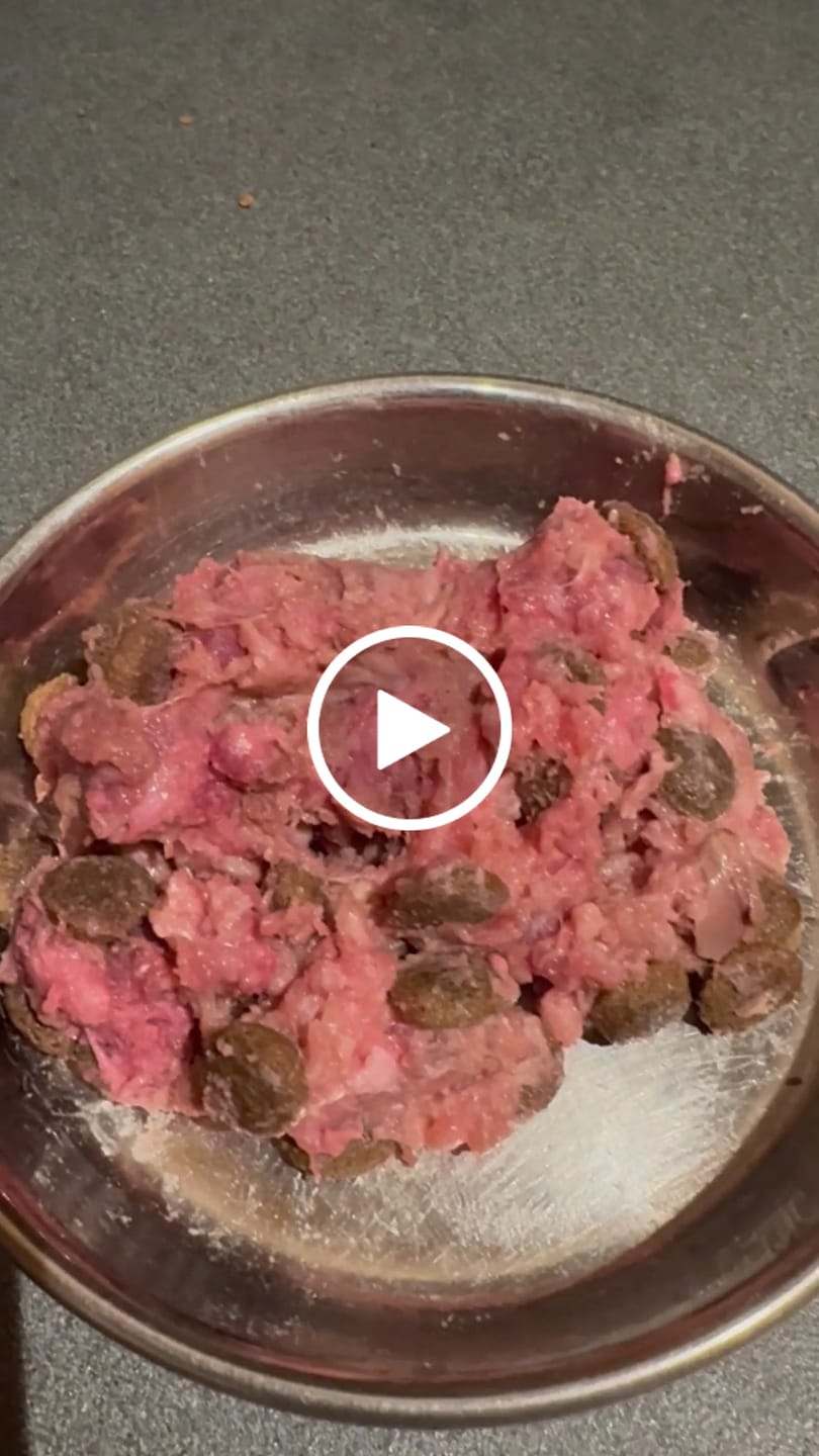 Customer video review of Roo For Dogs