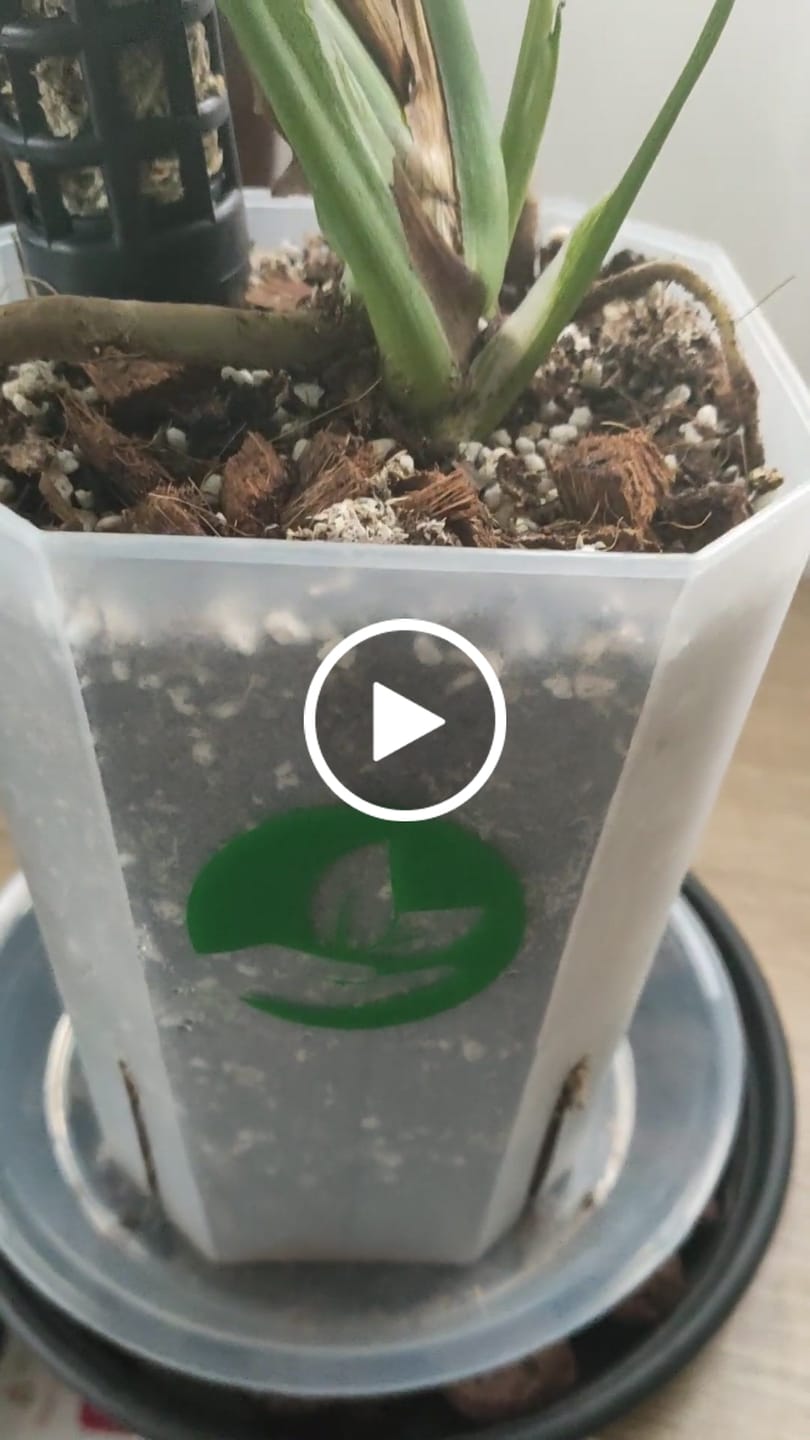Customer video review of Square Clear Plant Pots