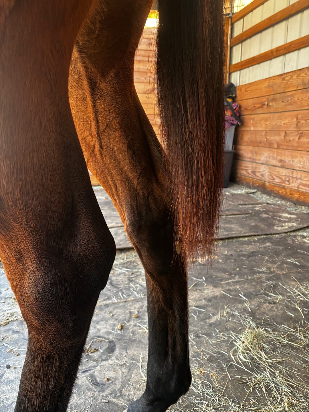 Customer photo review of E3 Equine