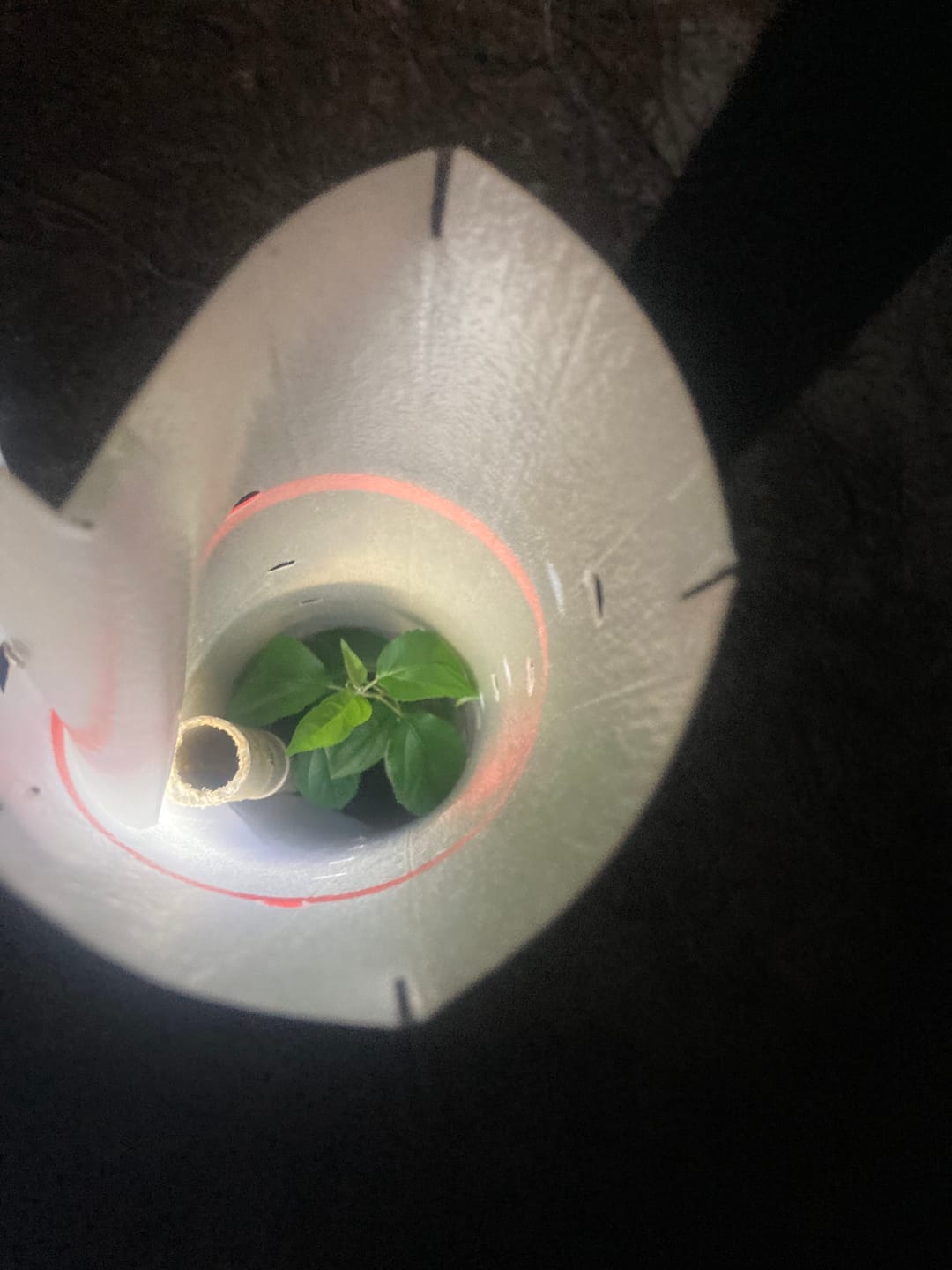 Customer photo review of Late Drop Hybrid Chestnut