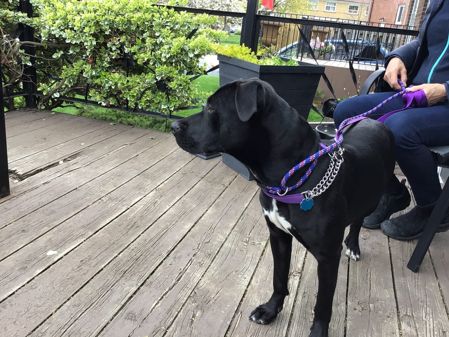 Customer photo review of 6 Inch Monster Bully Stick