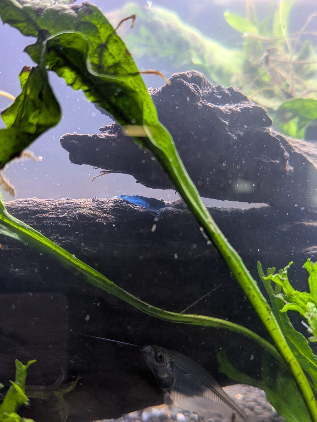 Customer photo review of Snowball Shrimp