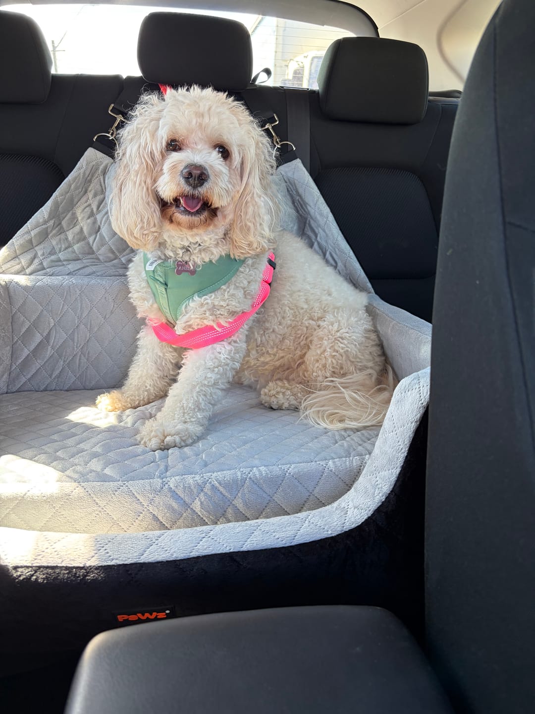 Customer photo review of Dog Car Booster Seat