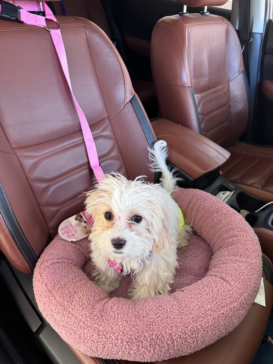 Customer photo review of 2 Pack Headrest Car Dog Safety Seatbelt