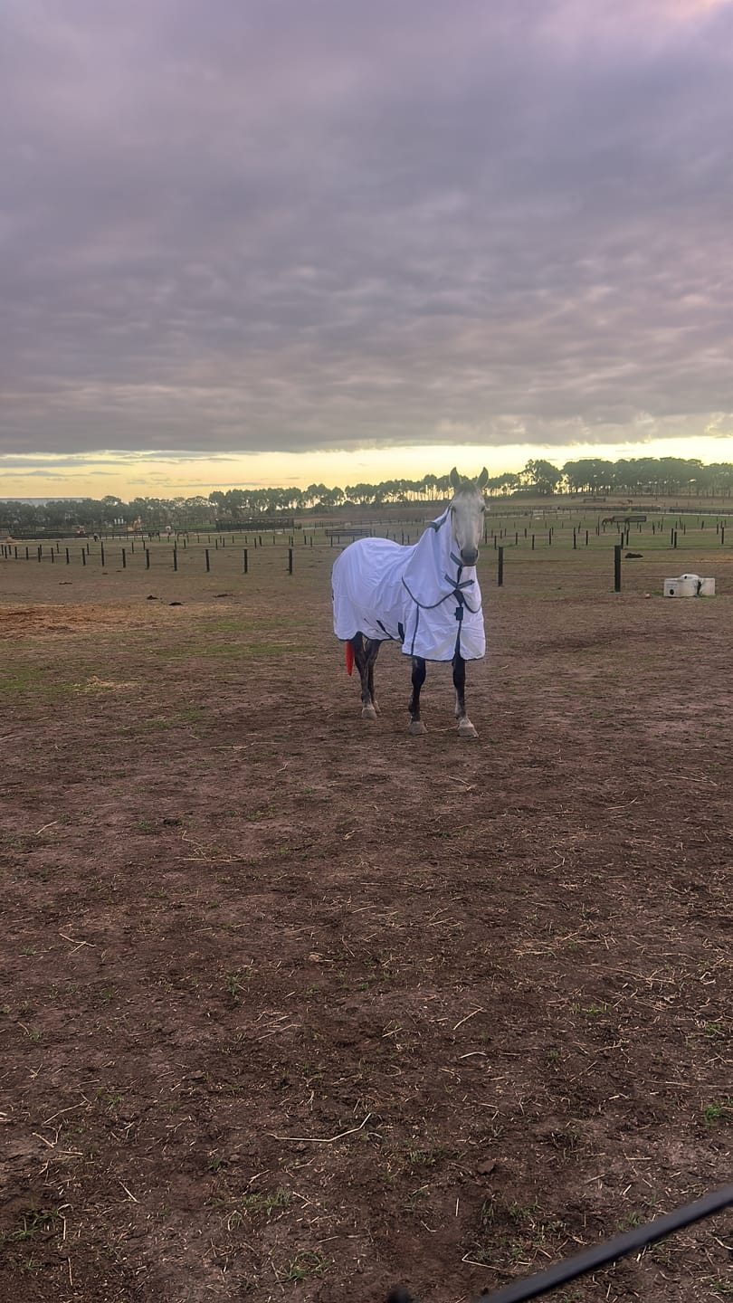 Customer photo review of LE Fieldsafe Summer Sheet