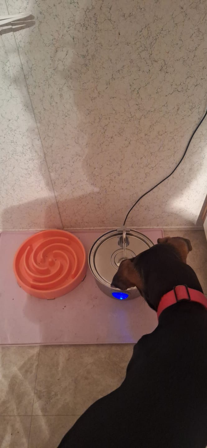 Customer photo review of Pawdrate™ Filtered Water Fountain