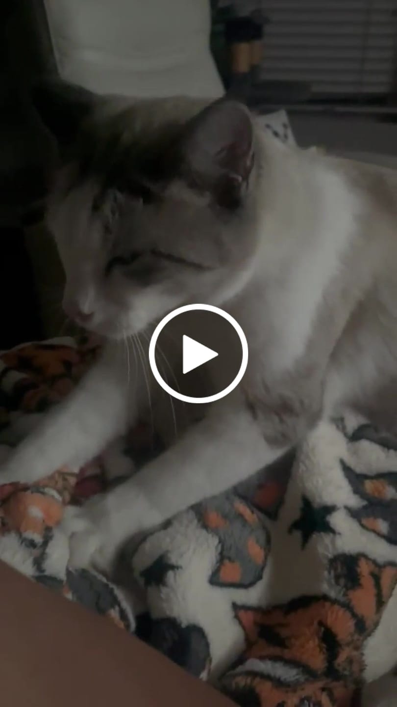 Customer video review of Cat Dental Care & Bad Breath Remedy