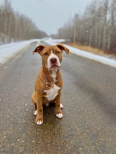 Customer photo review of MIAMI CHOKER - Gold Training Dog Collar Cuban Link Premium