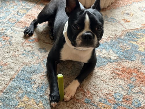 Customer's black and white dog lying on a rug with a green Long-Lasting Yak Chew between its front paws.