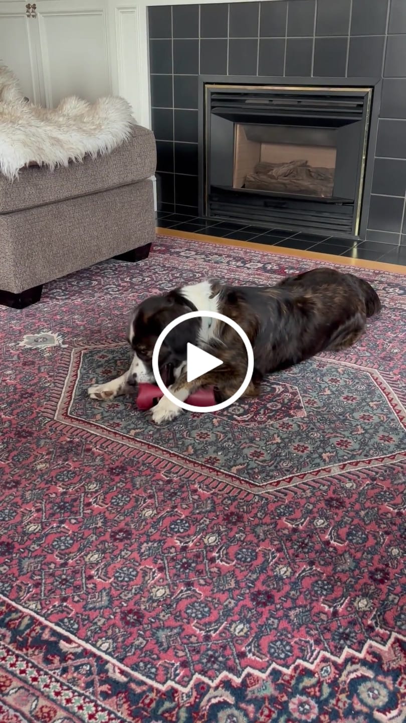 Customer video review of 12 Inch Thick Bully Stick