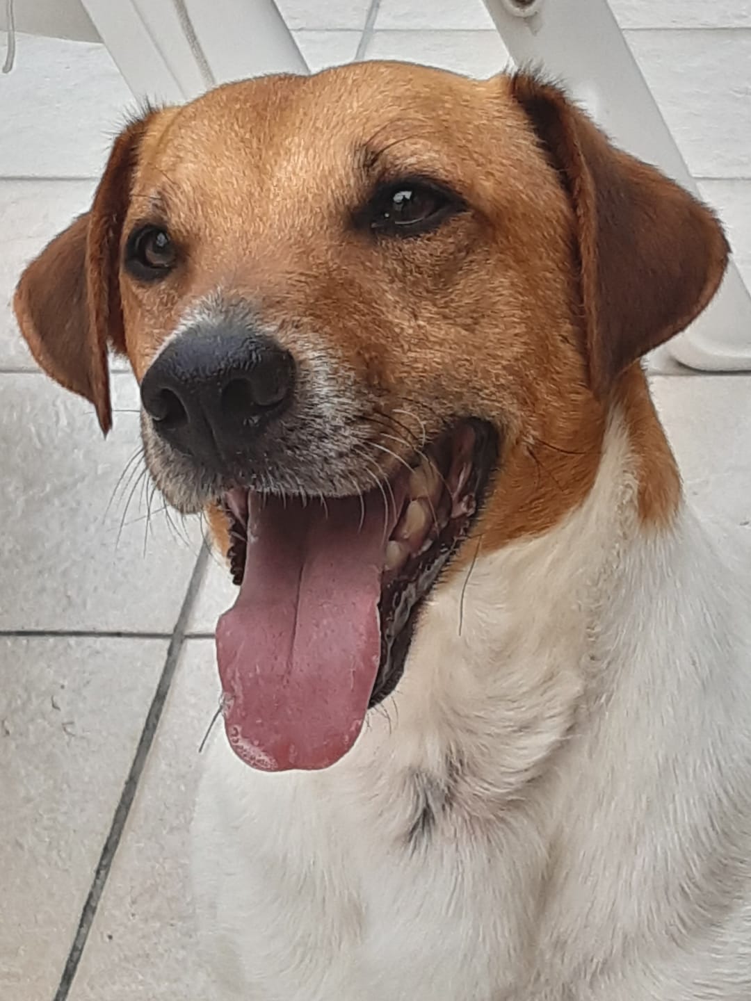 Customer photo review of Beemzy Tandpoeder voor Honden