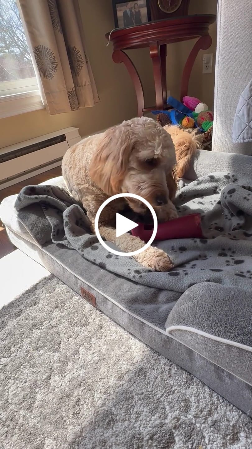 Customer video review of 6 Inch Thick Bully Stick