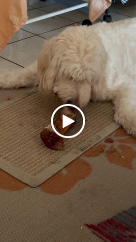 Customer video review of Large Dog Black Friday Bundle II (4x 5oz Jerky Bags + 4x LARGE Smoked Marrow Bones)