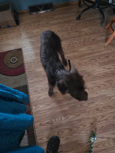 Customer photo review of FIDA AutoBrake Leash