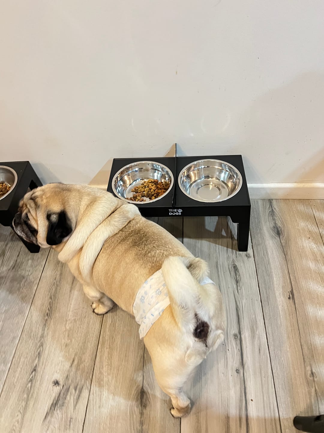 Customer photo review of Comedero Elevado THE DOGS Postura correcta en cada comida