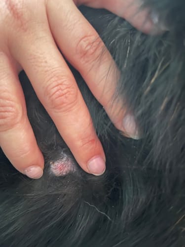 Close-up of a reviewer's hand parting black fur to show a dog's small, pink lipoma on February 20.