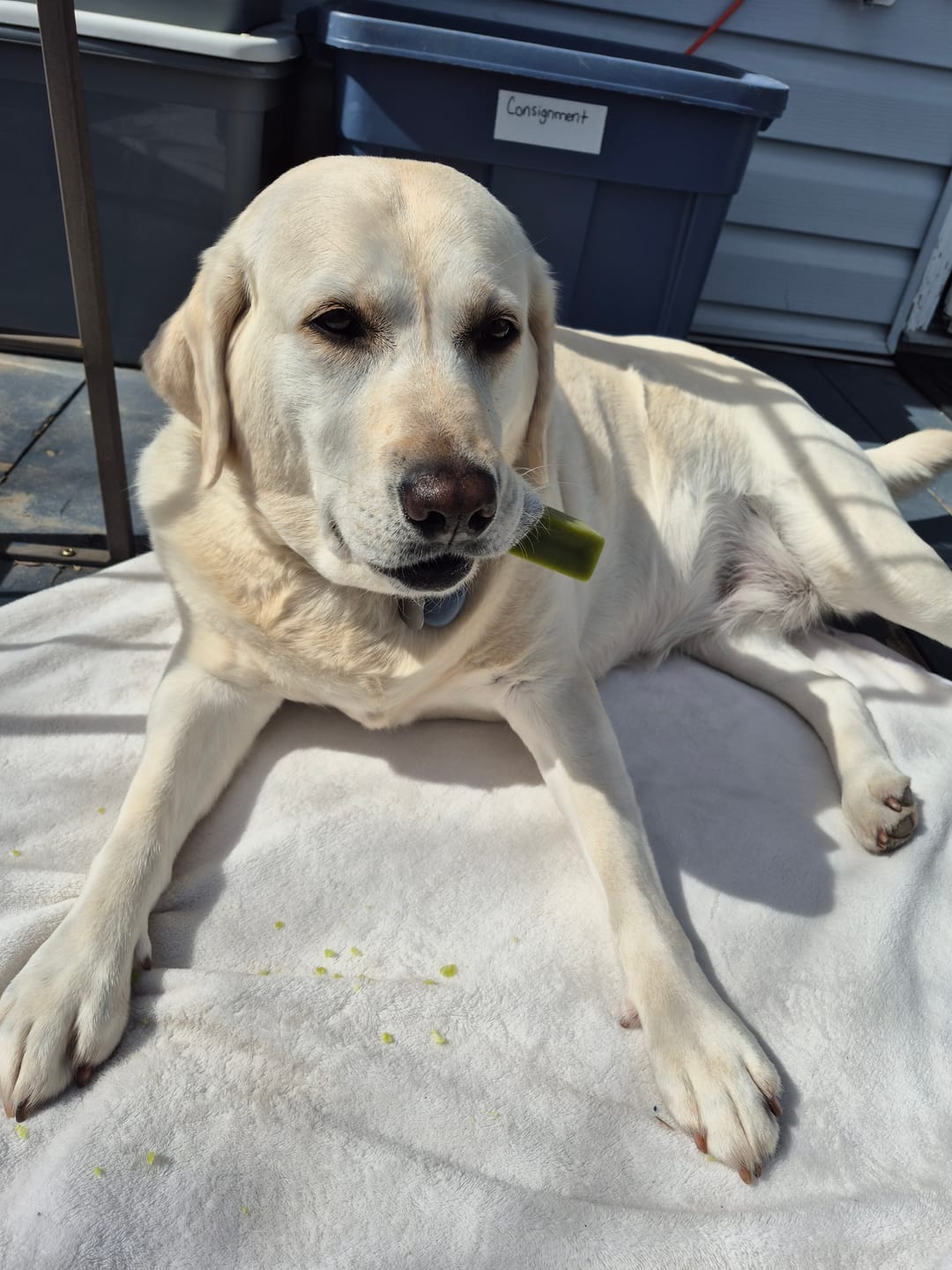 Customer photo review of Himalayan Yak Chew Flavor Pack