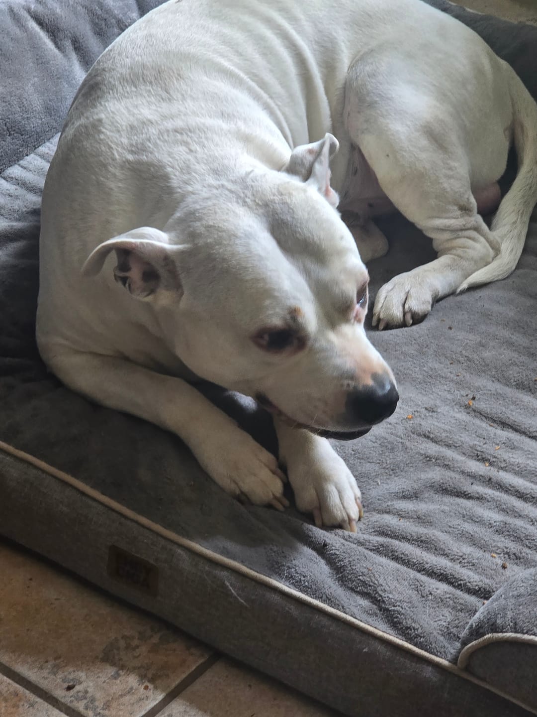 Customer photo review of Chewy Ostrich Flat Tendon: Satisfying All-Natural Chew for Dental Health & Gentle Digestion