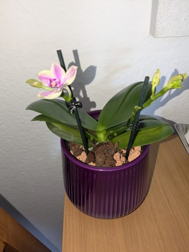 Kunde zeigt die Bonsai Duftorchidee in einem lila Topf. Die Pflanze hat eine offene Blüte und mehrere Knospen.