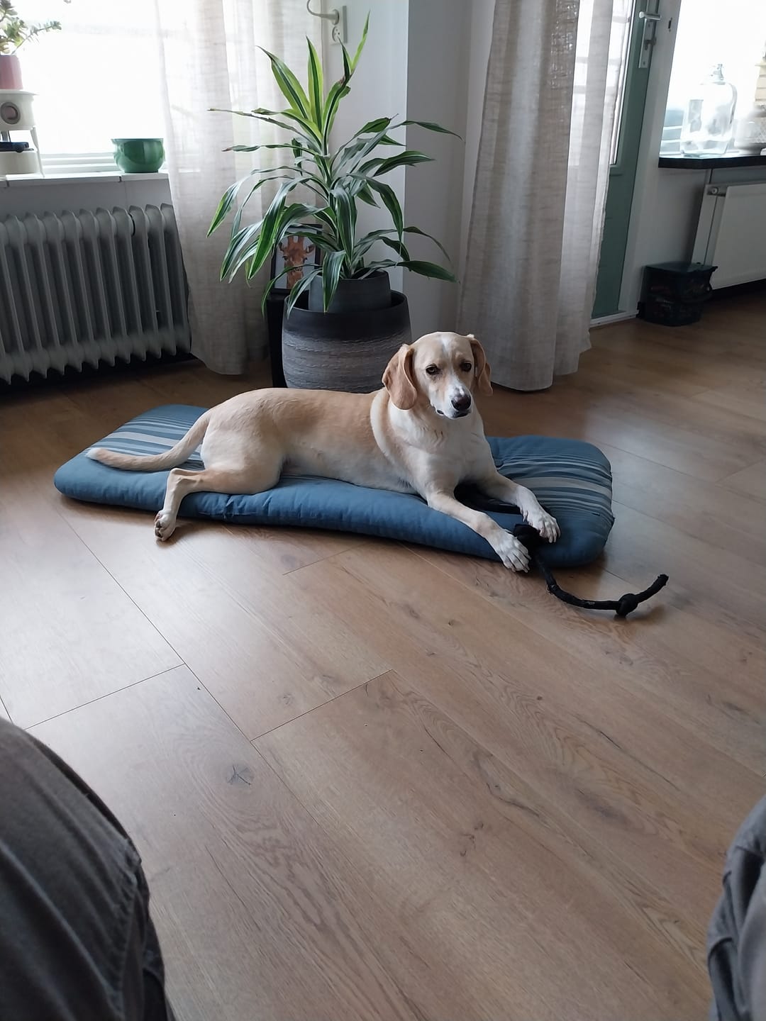 Customer photo review of Huisdier portret - Gepersonalliseerde sleutelhanger