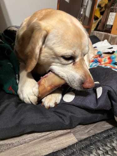 Customer's light-colored dog lying down and chewing on a large marrow bone from the product bundle.
