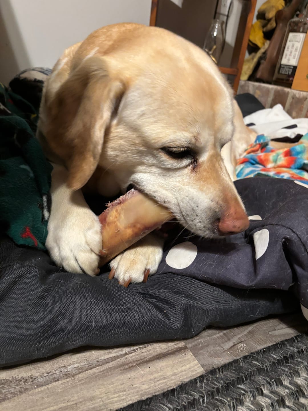 Customer photo review of Large Dog Black Friday Bundle (Your 12oz Jerky+2 Large Bones+12" Hick. Bully)